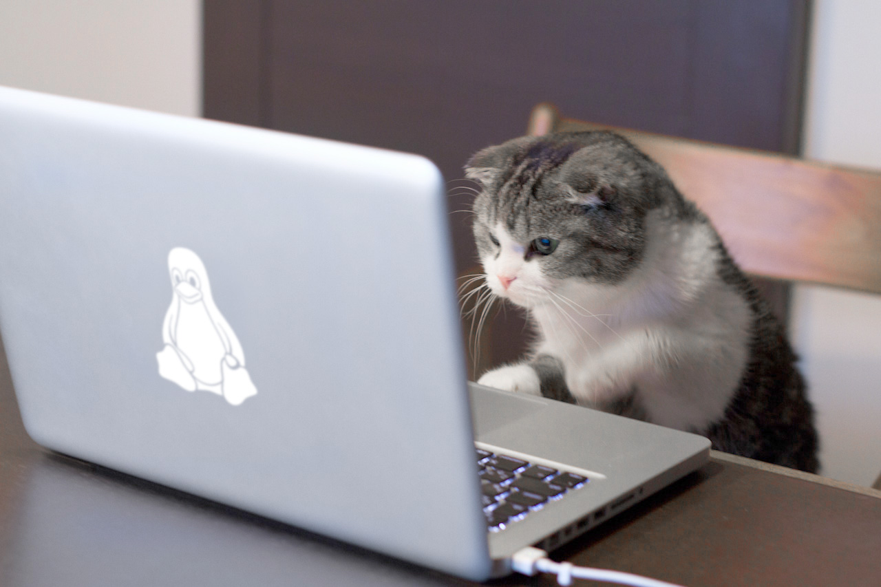 고양이